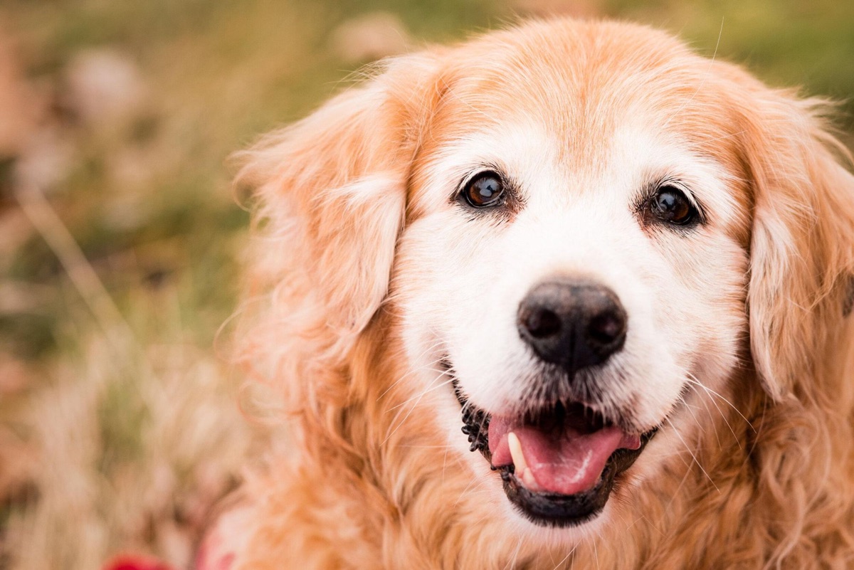 Golden retriever idoso sorrindo
